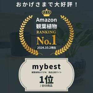 テーブルヤシ 観葉植物 本物 ハイドロカルチャ...の詳細画像3