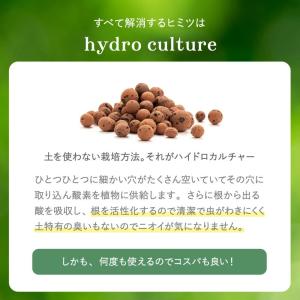 テーブルヤシ 観葉植物 本物 ハイドロカルチャ...の詳細画像5