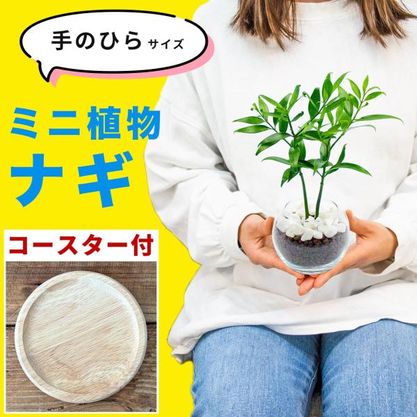 ナギの木 梛の木 小さい観葉植物 本物 ハイドロカルチャー 御神木 ミニ 開店祝い 水耕栽培【選べる...