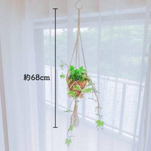 アイビーハンギング 観葉植物 本物 吊り下げ ...の詳細画像1