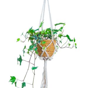 アイビーハンギング 観葉植物 本物 吊り下げ ...の詳細画像4