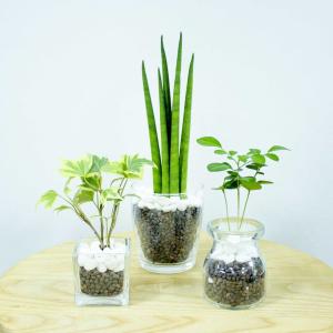 ハイドロカルチャーかんたんセット ミニ観葉植物...の詳細画像1