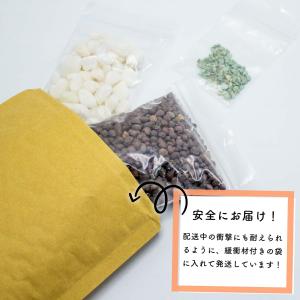 ハイドロカルチャーかんたんセット ミニ観葉植物...の詳細画像2