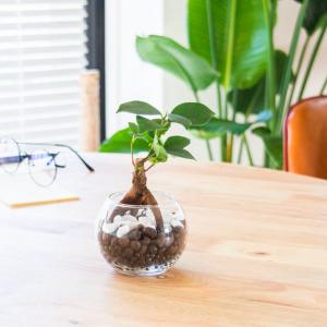 ハイドロカルチャーかんたんセット ミニ観葉植物...の詳細画像4