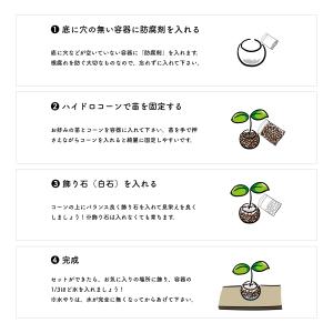 ハイドロカルチャーかんたんセット ミニ観葉植物...の詳細画像3
