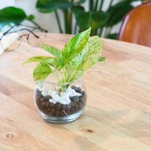 ハイドロカルチャーかんたんセット ミニ観葉植物...の詳細画像5