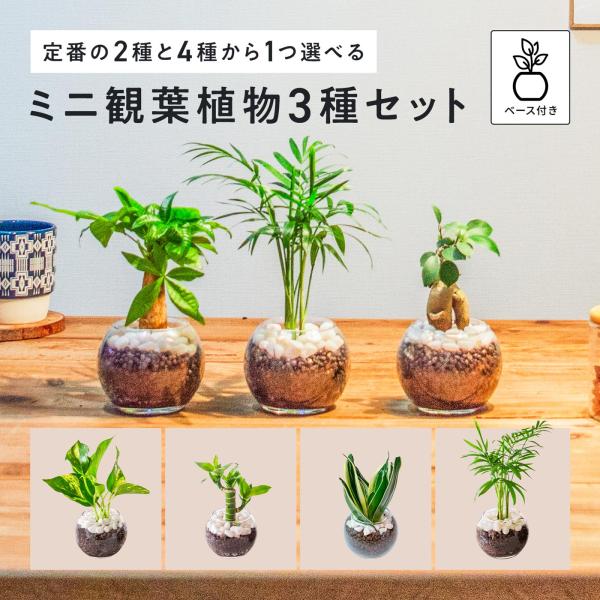 観葉植物 ミニ 3種セット ガジュマル パキラ サンスベリア ミリオンバンブー テーブルヤシ ポトス