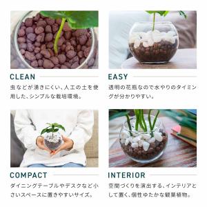 観葉植物 ミニ 3種セット ガジュマル パキラ...の詳細画像2
