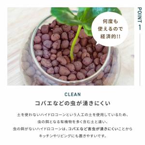 観葉植物 ミニ 3種セット ガジュマル パキラ...の詳細画像3