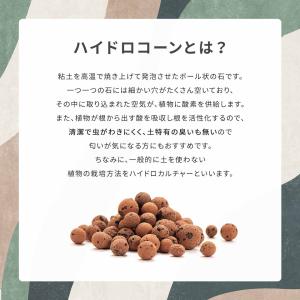 観葉植物 ミニ 3種セット ガジュマル パキラ...の詳細画像4