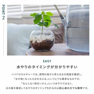 観葉植物 ミニ 3種セット ガジュマル パキラ...の詳細画像5