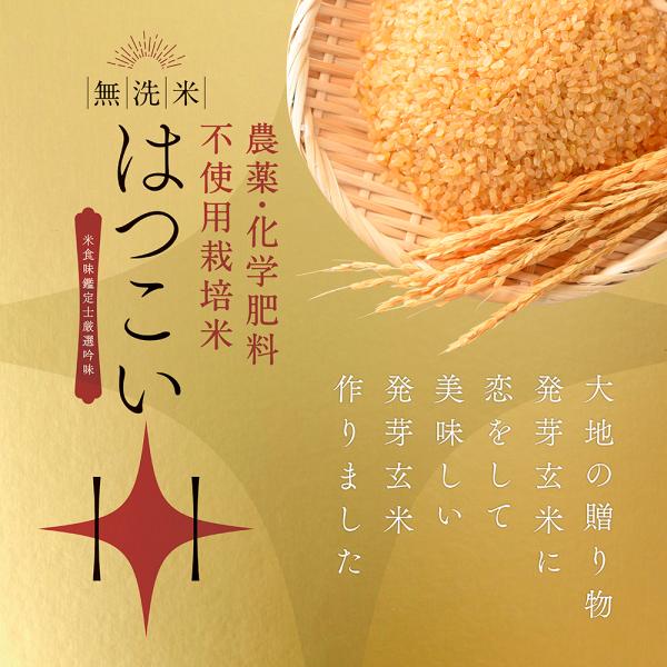 発芽玄米 無農薬 無洗米 農薬・化学肥料不使用栽培コシヒカリ使用 「はつこい」 7年産新米 ふっくら...