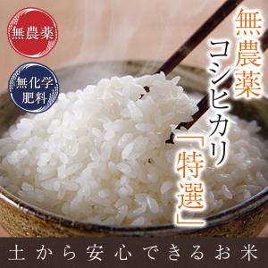 無農薬 米 玄米 10kg (5kg×2袋) 無農薬 コシヒカリ 特選 令和7年福井県産 送料無料 無農薬・無化学肥料栽培
