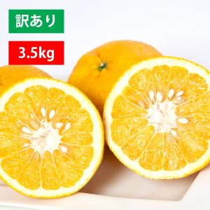 みかん 甘夏 あまなつ サンフルーツ サマーキング 訳あり 愛媛産 約3.5kg 5個〜10個程度 ポイント利用 爆買