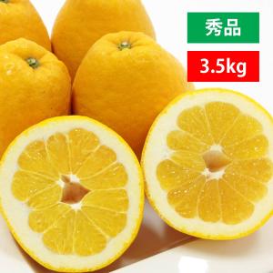 河内晩柑 秀品 3.5kg  美生柑 みかん ジューシー 和製 グレープフルーツ 愛媛 オレンジ 直送 旬 贈答  ギフト｜mikan-hana