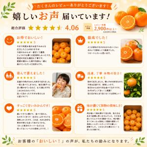 【クーポンで40%OFF】みかん ご家庭用 2...の詳細画像3