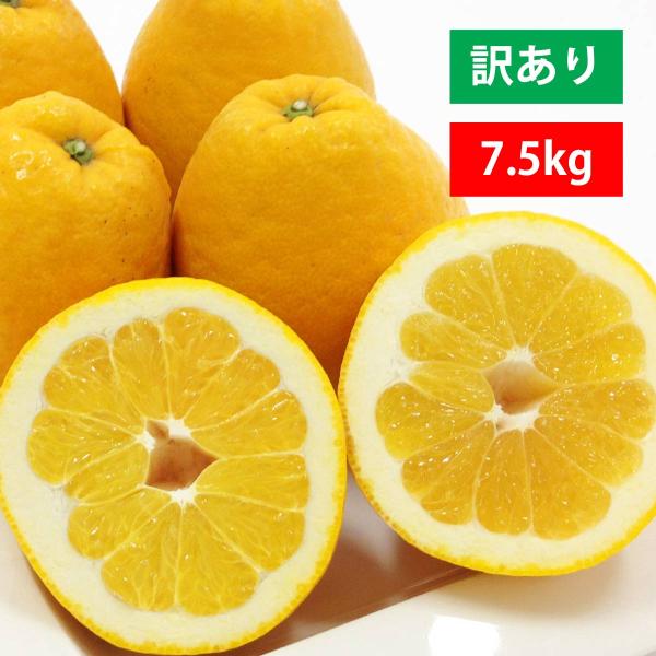 みかん 愛媛産 河内晩柑 完熟 和製グレープフルーツ 7.5kg 送料無料 訳あり フルーツ くだも...