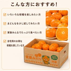 みかん まどんな 食べ比べ 詰め合わせ セット...の詳細画像3