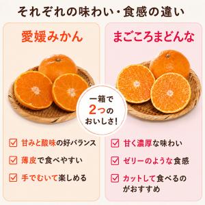 みかん まどんな 食べ比べ 詰め合わせ セット...の詳細画像4