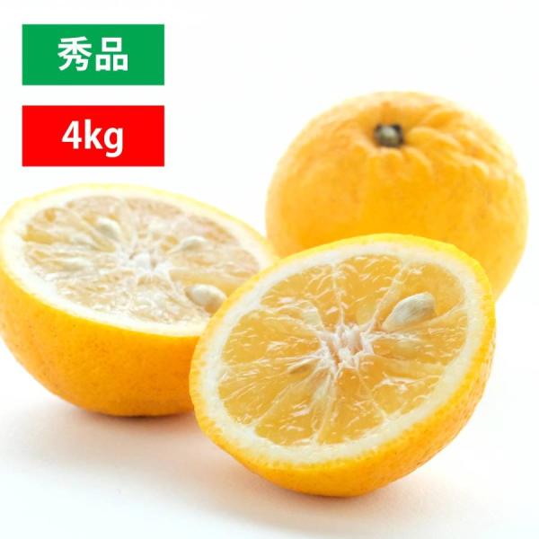 みかん 日向夏 ニューサマーオレンジ 小夏 秀品 4kg 愛媛 八幡浜 柑橘 フルーツ かんきつ ミ...