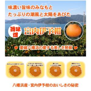いよかん大箱10kg⇒最安値に挑戦!潮風をたっ...の詳細画像1