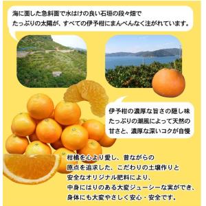 いよかん大箱10kg⇒最安値に挑戦!潮風をたっ...の詳細画像2