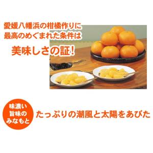 いよかん大箱10kg⇒最安値に挑戦!潮風をたっ...の詳細画像3