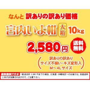 いよかん大箱10kg⇒最安値に挑戦!潮風をたっ...の詳細画像4