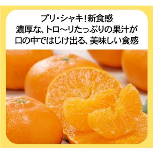★本日10%OFFクーポン割引★かんぺい!送料...の詳細画像5
