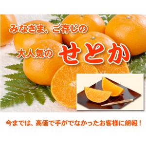 ★本日10%OFFクーポン割引★せとか TVで...の詳細画像1