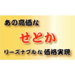 ★本日10%OFFクーポン割引★せとか TVで...の詳細画像2