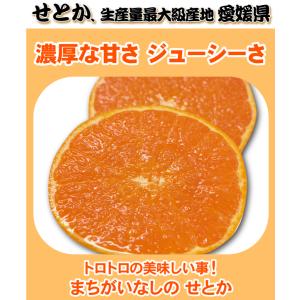 ★本日10%OFFクーポン割引★せとか TVで...の詳細画像5