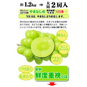 シャインマスカット 約1,2kg 大房2房入★...の詳細画像2