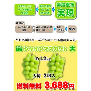 シャインマスカット 約1,2kg 大房2房入★...の詳細画像3