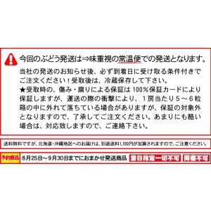 シャインマスカット 約1,2kg 大房2房入★...の詳細画像5