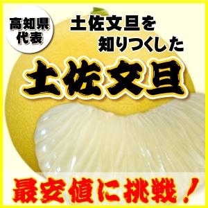 高知県代表1,080円！ココだけ土佐文旦を知り尽くした土佐文旦本場厳選産地より！高知の山取り価格で最安値に挑戦！高知産