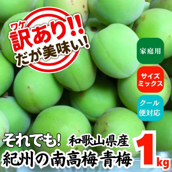 南高梅 青梅 訳あり 1kg サイズミックス 和歌山県産 紀州 産地直送 クール便対応 家庭用 梅シ...