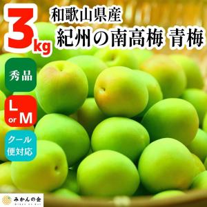 南高梅 青梅 秀品 3kg L or Mサイズ 和歌山県産 紀州有田 産地直送 クール便対応 梅酒作り用 梅ジュース作り用 【みかんの会】｜株式会社 みかんの会