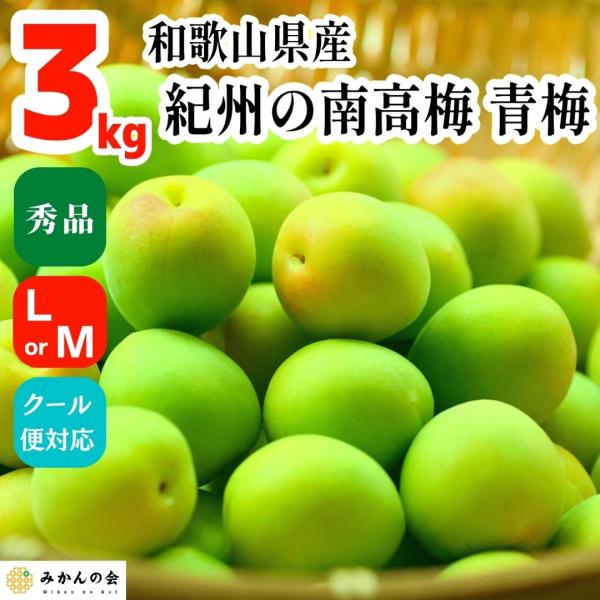 南高梅 青梅 秀品 3kg L or Mサイズ 和歌山県産 紀州有田 産地直送 クール便対応 梅酒作...