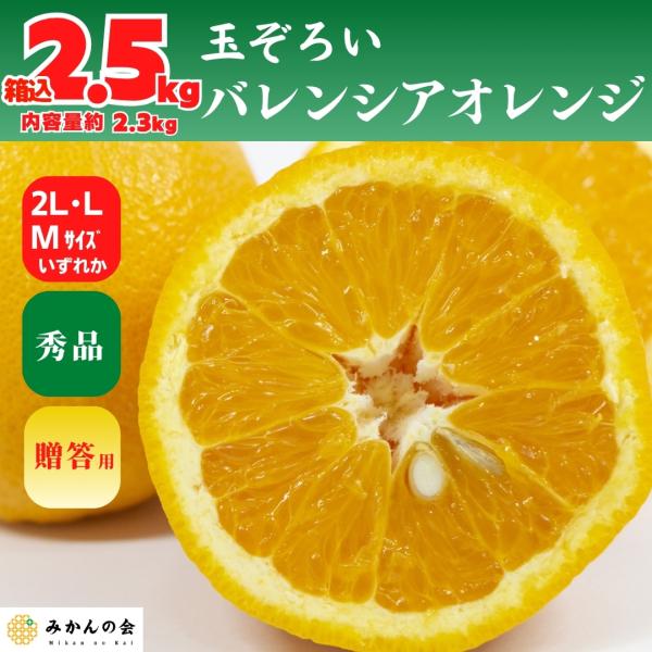 バレンシアオレンジ 国産 玉ぞろい 秀品 箱込 2.5kg (内容量 2.3kg ) 2L L M ...