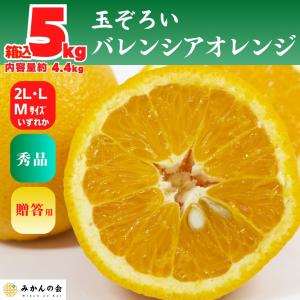 バレンシアオレンジ 国産 玉ぞろい 秀品 箱込 5kg (内容量 4.4kg ) 2L L M サイズのいずれか 和歌山県産 産地直送 【みかんの会】｜mikannokai