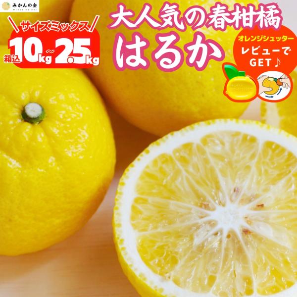 送料無料 はるか 柑橘 和歌山県産 秀品 優品 混合 サイズミックス 10kg 7.5kg 5kg ...