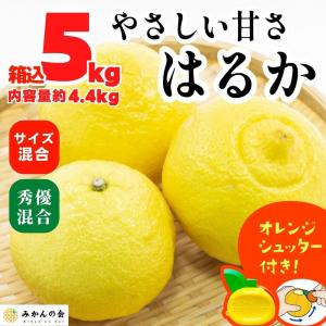 【先行予約】はるか 箱込 5kg（内容量約 4.4kg） 秀品 優品 混合 サイズミックス 【2025年2月15日より出荷予定】和歌山県産 産地直送【みかんの会】