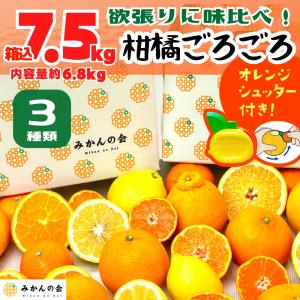 旬の柑橘 食べ比べ 柑橘ごろごろ 3種 箱込 7.5kg(内容量 6.8kg) 秀品 優品 混合 和歌山県産 産地直送 【おまけ付き】【みかんの会】