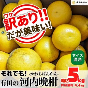 訳あり それでも 河内晩柑 箱込 5kg (内容量 4.4kg ) サイズミックス かわちばんかん 和歌山県産 産地直送 【みかんの会】｜mikannokai