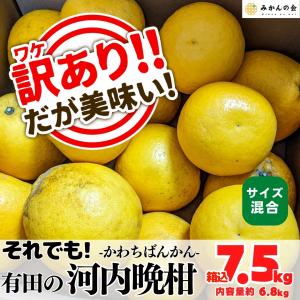 訳あり それでも 河内晩柑 箱込 7.5kg (内容量 6.8kg ) サイズミックス かわちばんかん 和歌山県産 産地直送 【みかんの会】｜mikannokai