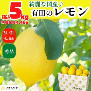 レモン 国産 秀品 中玉 箱込 5kg ( 内容量 4.4kg ) L/2L/3Lサイズミックス 和歌山県産 産地直送 【みかんの会】｜mikannokai