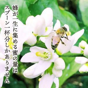 みかん蜂蜜 210g はちみつ 国産 純粋生蜂...の詳細画像2