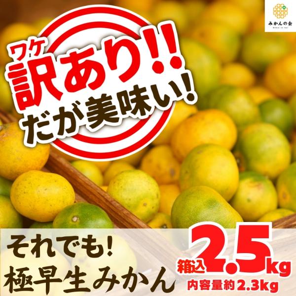 【先行予約】訳あり それでも 極早生 みかん 箱込 2.5kg (内容量 2.3kg) サイズミック...