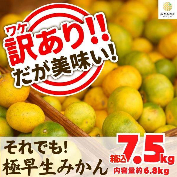 【ページ統合・移転】訳あり それでも 極早生 みかん 箱込 7.5kg (内容量 6.8kg) サイ...